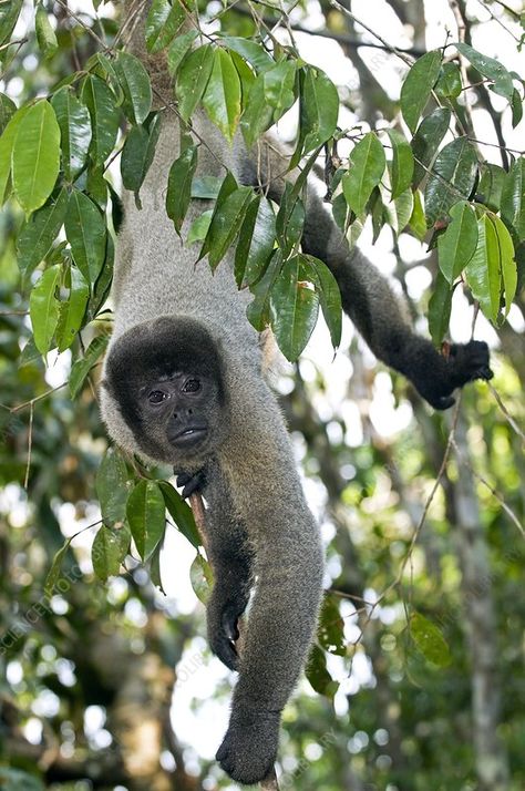 Woolly Monkey, Ape Monkey, Spider Monkey, Animal Book, Science Photos, Baboon, Primates, Endangered Species, Buy Prints