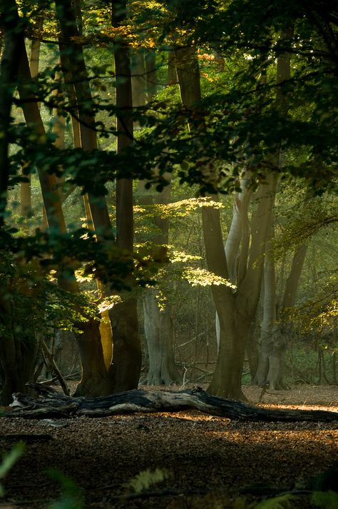 Sunset in Epping Forest, an ancient forest in the U.K. dating to Neolithic times Environmental Reference, Trees In The Forest, Epping Forest, Matka Natura, Wallpaper Cantik, Nature Tree, Walk In The Woods, Tree Forest, Magical Forest