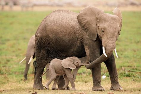 The World’s Top 10 Most Ridiculously Adorable Baby Elephants – Quick Stepp Mom And Baby Elephant, Photo Animaliere, Baby Elephants, Save The Elephants, Mother Child, Elephant Love, Baby Animals Funny, African Elephant, Baby Elephant