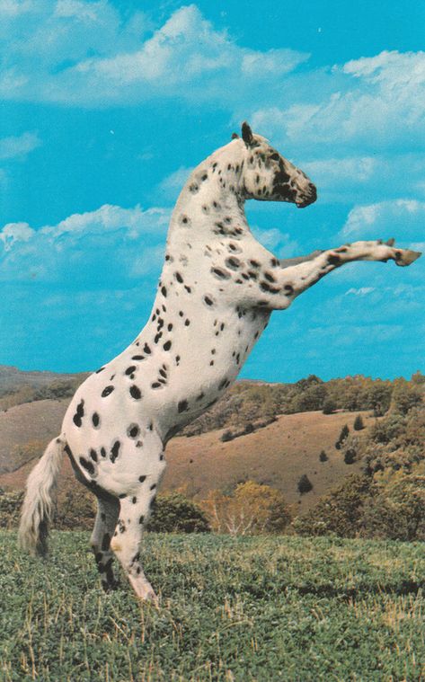 Painting Horses, Leopard Appaloosa, Beautiful Horses Photography, Stallion Horses, Wild Animals Photos, Barrel Racing Horses, Postcard Vintage, Horse Wallpaper, Horse Aesthetic