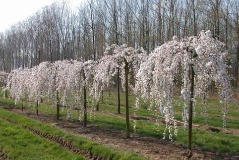 Prunus 'Falling Snow' Weeping Cherry Weeping Cherry Tree Landscaping, Cherry Tree Landscaping, Yoshino Cherry Tree, Tree Landscaping, Birch Tree Wallpaper, Weeping Cherry Tree, Weeping Cherry, Small Palm Trees, Flowering Cherry Tree