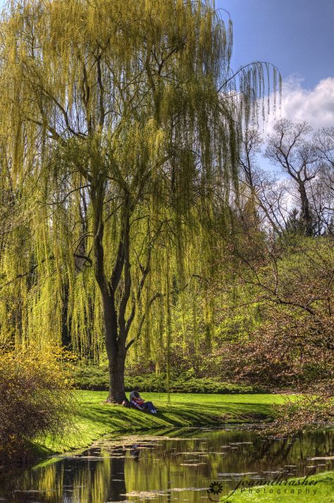 One of my favorites: The Willow Tree @ Dow Gardens Curly Willow Tree, Under A Willow Tree, Sitting Under A Tree, Midland Michigan, Willow Trees, Weeping Willow Tree, Magnolia Park, Shady Tree, Weeping Willow