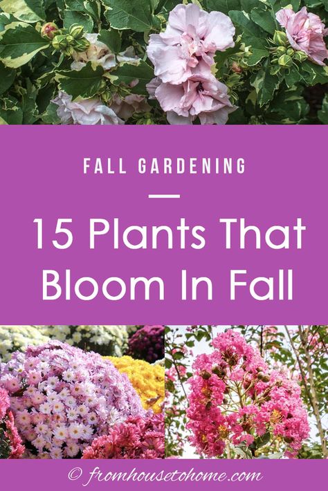 Ideas for perennials and shrubs to grow in autumn that will give your yard or garden landscape beautiful fall flowers. #fromhousetohome #fall #gardening #gardenideas #garde  #fallflowers #gardeningforbeginners Perennials Low Maintenance, Fall Flowers Garden, Fall Landscaping, Fall Perennials, Fall Gardening, Full Sun Plants, Best Perennials, Perennial Shrubs, Shade Perennials