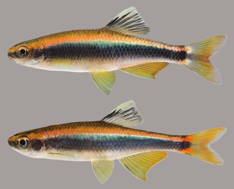 Fish Reference, Striped Fish, Fish Photography, Animal Infographic, Pot Image, River Fish, Fish Gallery, Florida Fish, Tropical Freshwater Fish