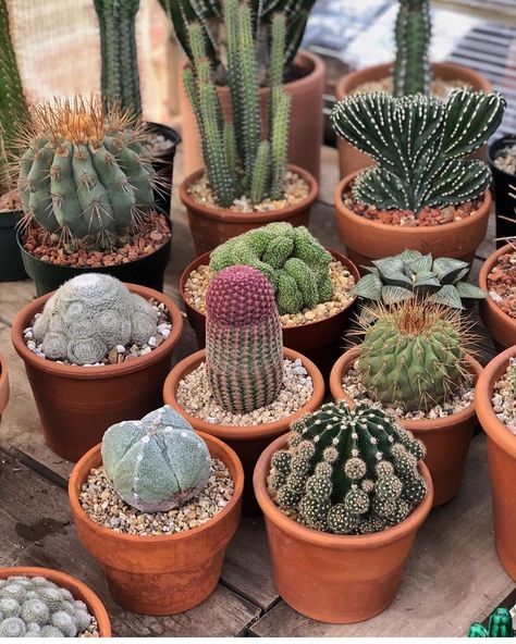 Types Of Cactus Plants, Pocket Garden, Cactus Types, Plants Are Friends, Inside Plants, Succulent Gardening, Desert Oasis, Succulents Indoor, Cactus Flowers