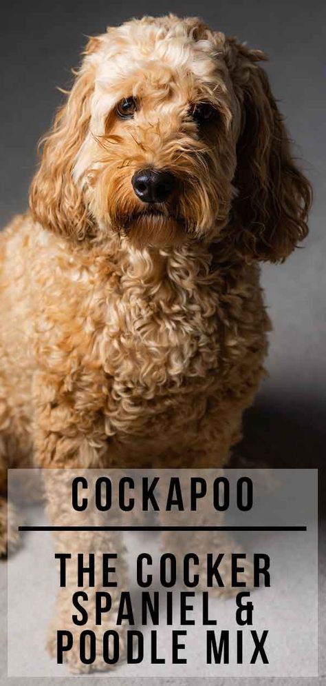 Discover the Cockapoo, an adorable Cocker Spaniel Poodle mix. Everything you need to know about your new Cockapoo puppy or rescue dog. Cockapoo Haircut, Cocker Spaniel Poodle Mix, Cocker Spaniel Poodle, Cockapoo Puppy, Bearded Dragon Cute, Puppy Time, Puppies Tips, Cockapoo Dog, Cockapoo Puppies