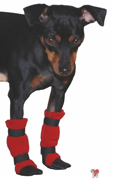 do it yourself dog boots, do it yourself dog booties Diy Dog Shoes, Italian Greyhound Rescue, Mini Pincher, Pets Stuff, Greyhound Rescue, Min Pins, Dog Booties, Pinscher Dog, Min Pin