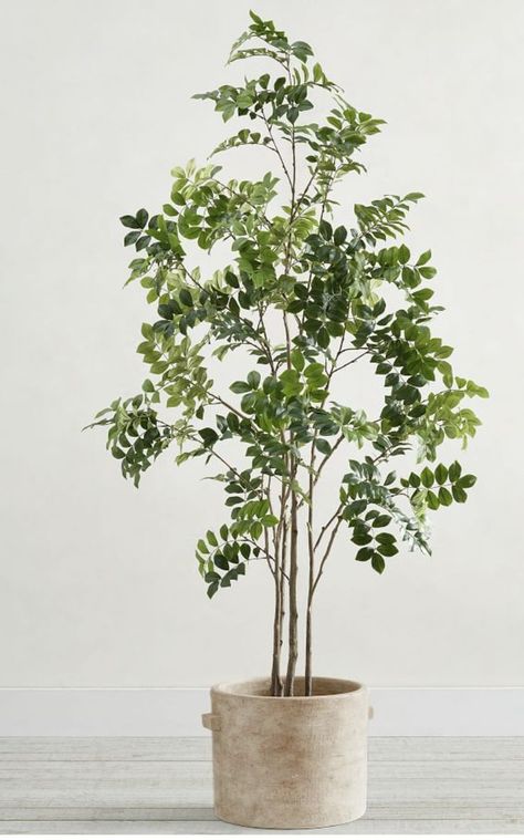 Japandi Tree Indoor, Japandi Interior Plants, Japandi Plants Decor, Japandi Indoor Plants, Japanese Plants Indoor, Indoor Potted Trees, Plants Japandi, Large Plants Indoor, Planter Photography