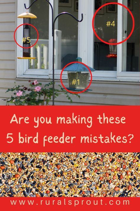 Bird Bath And Feeder Ideas, Outside Bird Feeder Ideas, Backyard For Birds, Bird Feeders In Yard, Bird Feeders In Garden, Backyard Bird Houses, Bird Yard Ideas, Bird Watching Station, Diy Backyard Bird Sanctuary