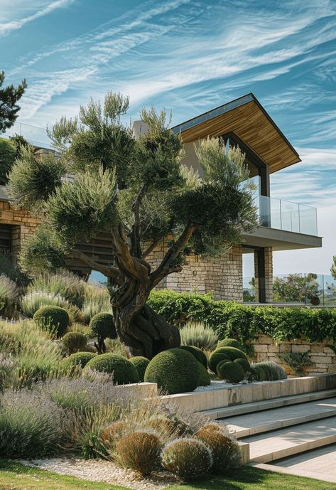 Luxury Villa Landscape Design Olive Tree Interior, Villa Landscape Design, Mediterranean Garden Ideas, Tree Interior Design, Villa Landscape, Mediterranean Gardens, Nature And Architecture, Tree Interior, Tree Restaurant