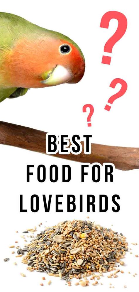 What Do Lovebirds Eat? - The Best Food For Lovebirds Birds Toys, Best Pet Birds, Love Birds Pet, African Lovebirds, Birds Pet, African Love, Bird Aviary, Fotografi Kota, Diy Raised Garden