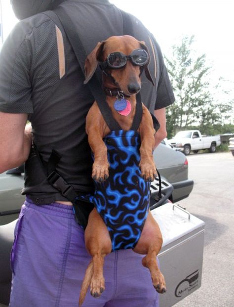 Eight-year-old Elizabeth, a Dachshund from Boston, truly knows how to travel in style. Sporting a fierce pair of Doggles, the wind in her fur, she hitch’s a ride on her dad’s back…and bike! Dachshund Funny, Weenie Dogs, Funny Dog Pictures, Dachshund Love, Weiner Dog, Wiener Dog, 귀여운 동물, Dog Pictures, I Love Dogs