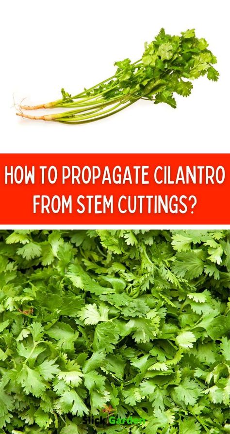 How To Regrow Cilantro, Grow Coriander At Home In Water, How To Grow Cilantro From Scraps, Growing From Cuttings, Growing Cilantro From Scraps, Cilantro Plants How To Grow, Propagate Cilantro, Grow Cilantro In Water, Cilantro Growing Tips