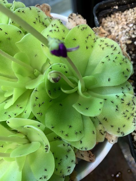 Pinguicula Care—Growing Butterworts Indoors » Here But Not Planting Quotes, Flowers Garden Aesthetic, Plant Organization, Carnivorous Plants Care, Carnivorous Plants Terrarium, Plant Tattoos, Plant Quotes, Insectivorous Plant, Aesthetic Plant