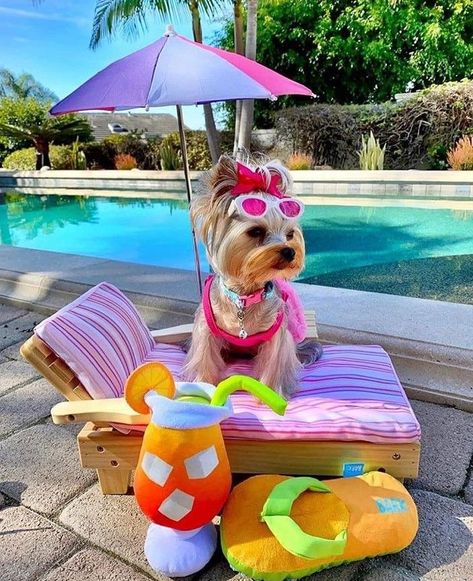 Preppy Dog, Relax Soak Unwind, Teacup Yorkie Puppy, Very Cute Puppies, Yorkie Lovers, Cute Dog Photos, Cute Animals Puppies, Very Cute Dogs, Yorkie Dogs