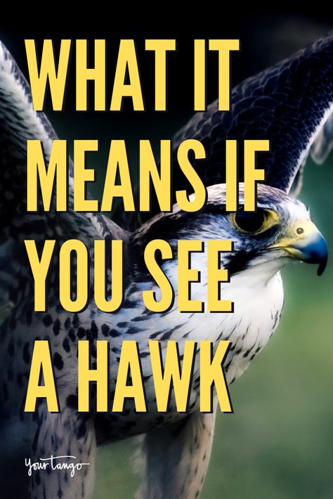 Hawk Meaning Seeing A, Spiritual Meaning Of Hawk, Seeing Hawks Meaning, Seeing A Hawk Meaning, Hawk Meaning Spirit Animal, Hawk Symbolism Meaning, Hawk Spirit Animal Meaning, Hawk Spiritual Meaning, Hawk Meaning