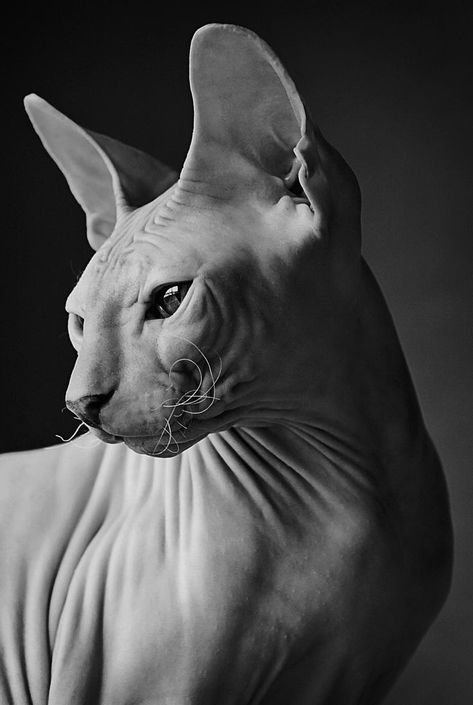 Shadows Drawing, Gato Sphynx, Drawing Beautiful, Sphinx Cat, Cat Reference, Hairless Cat, Sphynx Cat, Beautiful Lighting, Sphynx