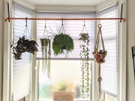 Using copper pipe to create a hanging plant area in a bay window Plant Window Hanging Ideas, Plant Curtains Ideas, Hanging Plant Shelf In Front Of Window, Bay Window Hanging Plants, Windowsill Living Room, Hanging Plants In Bay Window, Bay Window Ideas Plants, Bay Window Plant Shelf, Plant Bay Window