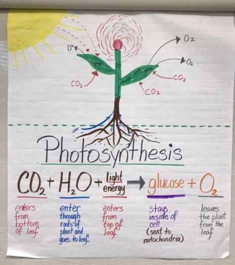 Photosynthesis anchor chart Photosynthesis Bulletin Board, Photosynthesis And Cellular Respiration Poster, Photosynthesis Anchor Chart, Photosintesis Project, Photosynthesis Poster, Photosynthesis Notes, Photosynthesis Projects, Photosynthesis Activities, Photosynthesis Worksheet