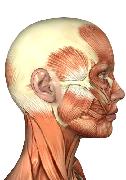 Face Muscles Anatomy, Facial Muscles Anatomy, Human Skeleton Anatomy, Human Muscle Anatomy, Anatomy Images, Muscles Of The Face, Skull Anatomy, Head Anatomy, Facial Anatomy