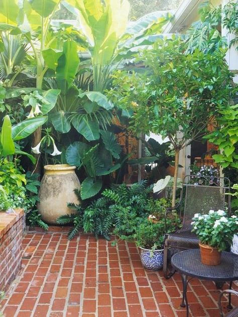 Selecting Trees for Your Yard | L'Essenziale Tanaman Indoor, Small Courtyard Gardens, Jungle Gardens, نباتات منزلية, Courtyard Gardens Design, Chiangmai Thailand, Desain Lanskap, Small Backyard Gardens, Have Inspiration