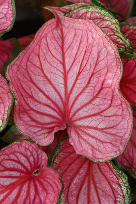 PRICES MAY VARY. STUNNING COLOR CALADIUM: Fancy pink and green coloration really stands out. Great for landscaping, garden or container growing. UNIQUE PLANTS: Turn heads with this fast grower. Stunning color, grows great in container or garden setting GROWING TIPS: Plant after the last freeze. These perennial bloomers come back year after year. Perennial; Grows up to 50-60 Inches Pink Symphony Caladium, Symphony Caladium, Pink House Plants, Caladium Plants, Landscaping Garden, Growing Tips, Elephant Ears, Colorful Plants, Easy Plants