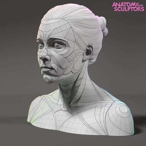 Anatomy For Sculptors (@anatomy4sculptors) • Instagram photos and videos Simplified Anatomy, Animal Structure, Anatomy Books For Artists, Muscular Anatomy, Anatomy For Sculptors, 3d Wireframe, Zbrush Anatomy, Planes Of The Face, Drawing Models