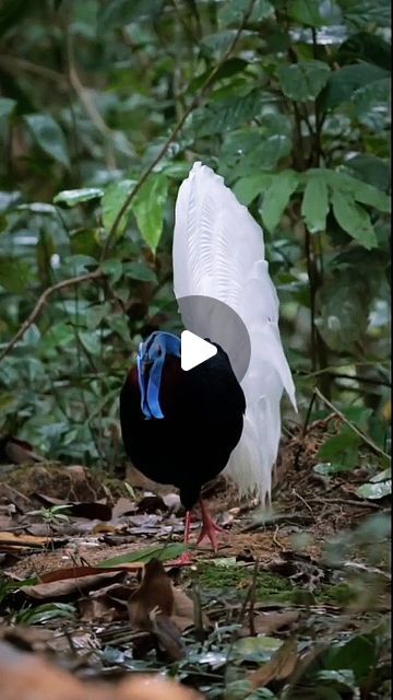 Bulwer's Pheasant, Amazing Birds, Beautiful Bugs, Southeast Asian, Pheasant, Sea Creatures, Mother Earth, Workout Videos, Forest