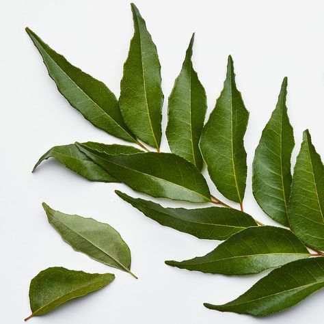 What are Curry Leaves, Anyway? | Bon Appétit Ultimate Meatloaf Recipe, Yellow Curry Chicken, The Best Meatloaf, Linocut Ideas, Yogurt Drinks, Best Meatloaf, Aromatic Oils, Bean Stew, Asian Grocery