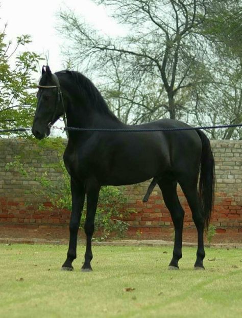 Black | stallion | Sired by Shaan (by Shaandar) Black Stallion Horse, Black Stallion, Horses And Dogs, Wow Video, Warrior Quotes, Cute Horses, Quarter Horse, Horse Rider, Horse Art