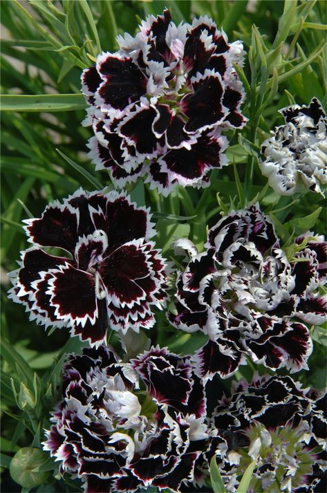 PRICES MAY VARY. Large double black and white flowers, striking combination Days to Germinate: 0-7 Flowering – Harvest: Jun;Jul;Aug;Sep;Oct Height in cm – inches: 35 - 14 Large double black and white flowers, striking combination Days to Germinate: 0-7 Flowering – Harvest: Jun;Jul;Aug;Sep;Oct Germination Method: Top of Paper, 20C, Light Height Category: Short Height in cm – inches: 35 - 14 Goth Garden, Annual Garden, Gothic Garden, Black And White Flowers, Garden Show, Hardy Perennials, Tall Plants, Flower Quotes, Black Flowers