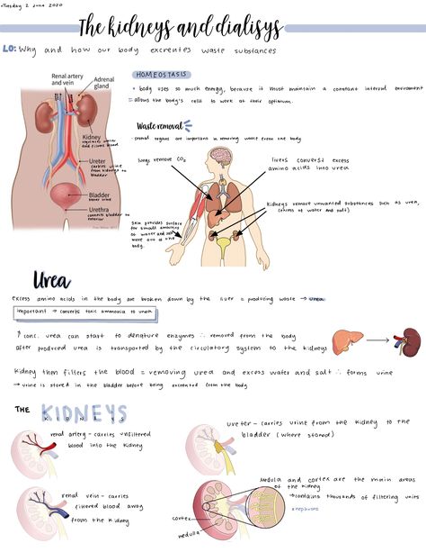 Coordination And Response Biology Notes, Biology Notes Igcse, Kidney Notes Biology, Grade 10 Biology Notes, Igcse Biology Revision Notes, Grade 10 Science Notes, Biology Notes Class 10, Igcse Study Tips, Class 10 Science Notes Biology