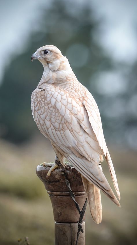 Golden Saker Falcon (Falco cherrug) from Eastern Europe to Northern Asia to China Saker Falcon, Gold Birds, Raptors Bird, Bird Sitting, Albino Animals, Pretty Animals, Big Bird, Exotic Birds, Pretty Birds