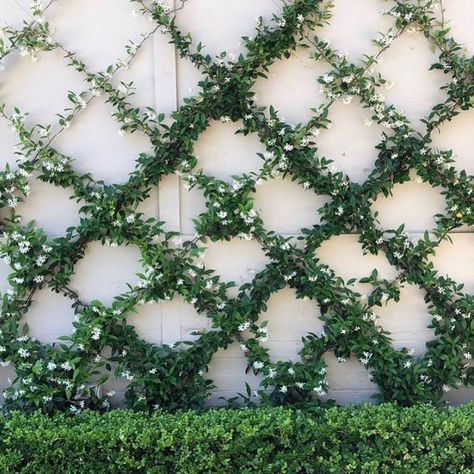 Star Jasmine Trellis, Hydrangea Petiolaris, Jasmine Star, Small Courtyard Gardens, Drought Tolerant Landscape, Star Jasmine, Australian Garden, Grasses Garden, Plant Supplies