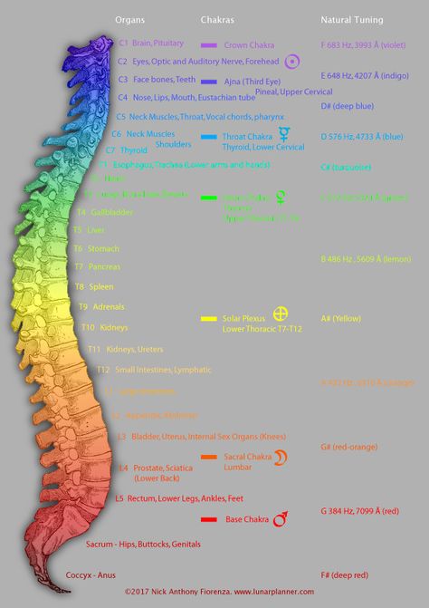 Are Chakra’s Real ? The Science Behind The Chakra System (Explained 2022) – The Conscious Vibe Chakra Locations, Reiki Quotes, Story Concepts, Yoga Energy, Chakra Health, Neck Problems, Peripheral Nervous System, Indian Philosophy, Healing Practices