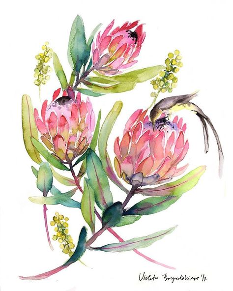 My Dream Is To Become A Successful Artist And These Are My Paintings (50 Pics) Protea Painting, Watercolor Protea, Protea Plant, Protea Art, Plant Wall Art, Watercolour Inspiration, Painting Home Decor, Plant Painting, Floral Illustration