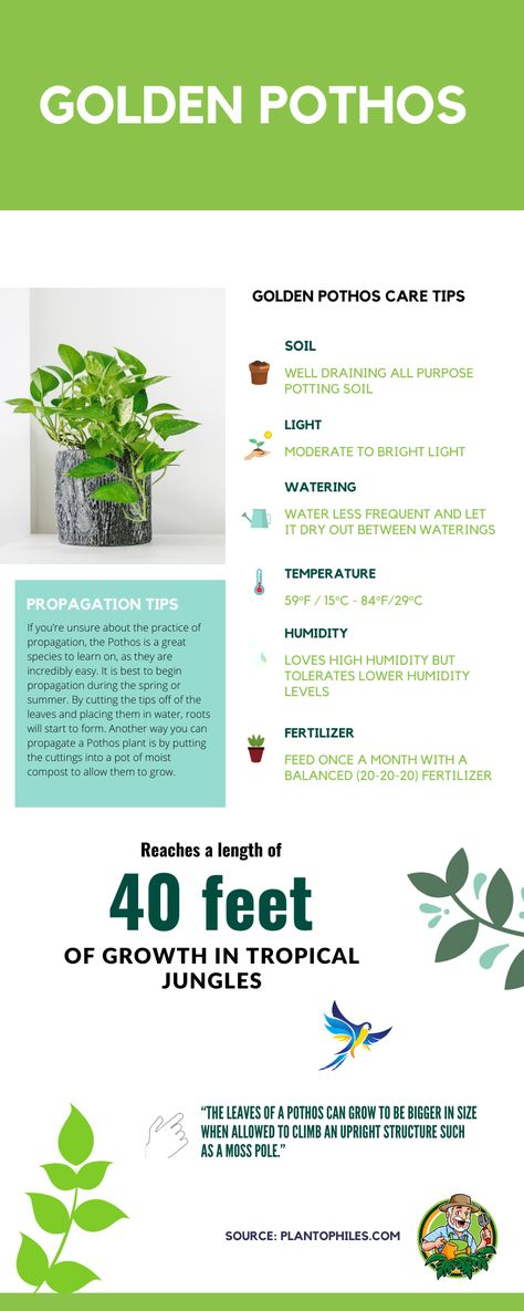 Golden Pothos Care Infographic #pothos #golden pothos #infographic #houseplants #plantophiles Golden Pothos Plant Care, Pothos Care Tips, Golden Pathos, Golden Pothos Care, Large Houseplants, Low Light Houseplants, Pothos Care, Pothos Plant Care, Industrial Room