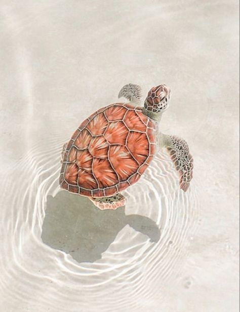 Animal Aesthetic, Sea Turtle, Not Mine, Aesthetic Pictures, Follow Me, Swimming, Water