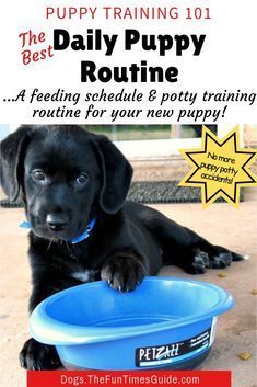 Puppy Routine, Dog Routine, Dog Feeding Schedule, Puppy Feeding Schedule, Potty Training Schedule, Puppy Potty Training Tips, Puppy Schedule, Puppy Feeding, Puppy Potty Training