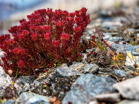 Rhodiola Rosea Benefits, Side Effects & Treatments | Dr. Weil Rhodiola Rosea Benefits, Dr Andrew Weil, Andrew Weil, Rhodiola Rosea, Adaptogenic Herbs, Herbs, Benefits, Plants, Flowers