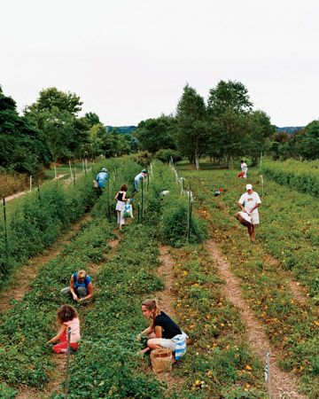 Get Farm-Fresh Food Delivered    Find a community-supported agriculture (CSA) farm near you at eatwellguide.org or localharvest.org and pay a subscription fee for regular batches of local produce (and, in some places, grass-fed meat). If you're worried about being able to use it all up, go in on it with a friend or two. Organic Meals, Csa Farm, Martha Stewart Home, Community Supported Agriculture, Farm Fresh Recipes, Farm Lifestyle, Sustainable Community, Market Garden, Sustainable Agriculture