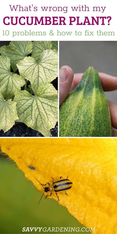 When To Pick Cucumbers From Garden, Planting Cucumbers In Garden, Cucumber Growing, Cucumber Seedlings, Cucumber Gardening, Cucumber Varieties, Shrubs For Landscaping, Harvest Garden, Organic Gardening Pest Control