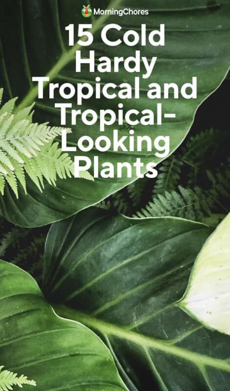 Plants For Decking Area, Hibiscus Bush Landscaping, Florida Tropical Landscaping Ideas, Tropical Garden Design Small Spaces, Tropical Landscape Lighting, Poolside Landscape Ideas, Tropical Looking Plants, Poolside Pergola, Backyard Revamp