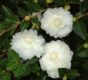 October Magic, Camellia Plant, Front Yard Plants, Flower Garden Plans, Southern Living Plants, White Camellia, Acid Loving Plants, Organic Mulch, Moon Garden