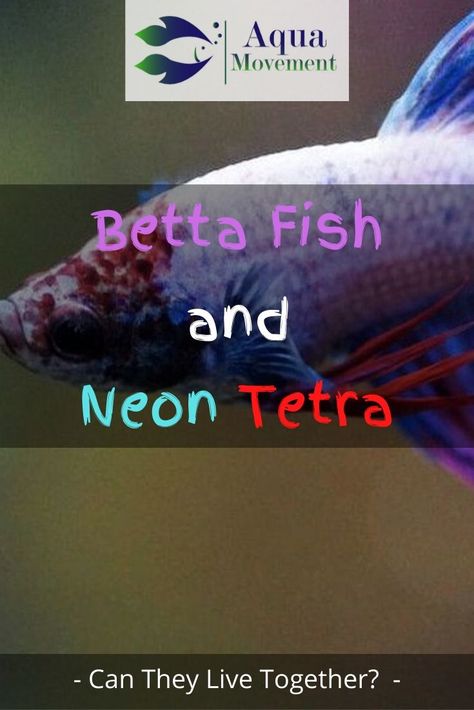 There are a number of reasons why the betta and neon tetra are suitable tank mates. In this article we will show you all of them! Glass Catfish, Betta Care, Tetra Fish, Neon Tetra, Betta Fish Types, Tropical Freshwater Fish, Betta Fish Care, Fresh Water Fish Tank, Betta Tank