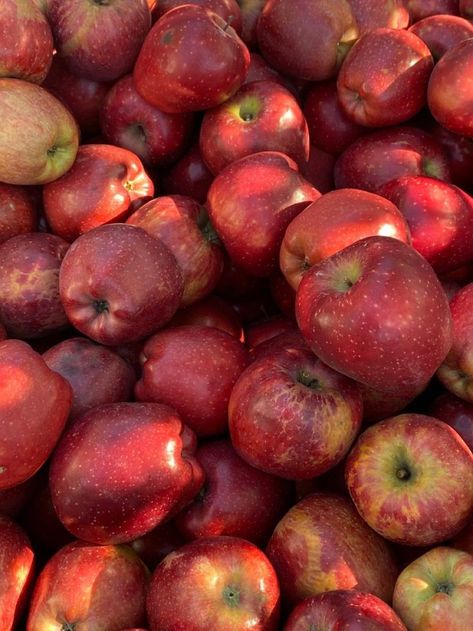 Red Apples Aesthetic, Manzanas Aesthetic, Apple Fall Aesthetic, Manzana Aesthetic, Red Apple Aesthetic, Apple Aesthetic Fruit, Apples Aesthetic, Apple Picking Aesthetic, Autumn Apples