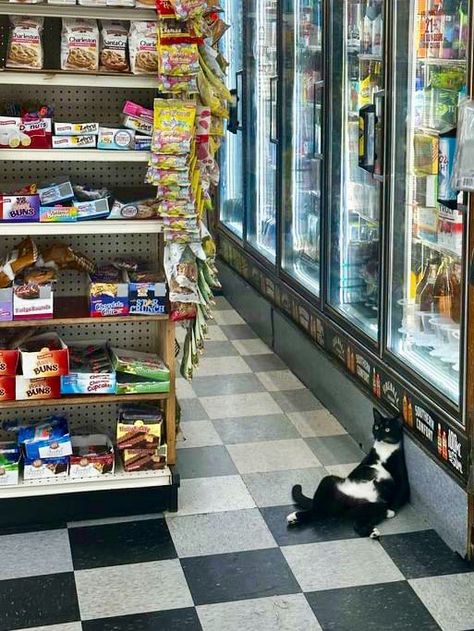 Bodega Cats (@Bodegacats_) on X Bodega Cat, Dogs, Quick Saves