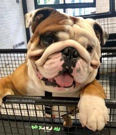 Cute Bulldog Puppies, Bulldog Francese, Cute Bulldogs, English Bulldog Puppies, Bull Dogs, English Bulldog Puppy, Sweet Dogs, Cute Dogs And Puppies, Cane Corso