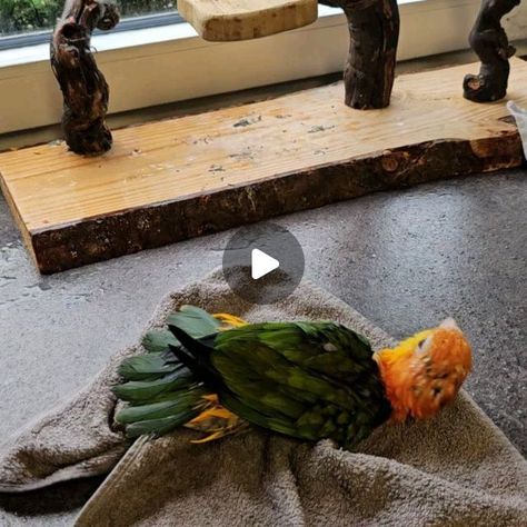 Wet Chicken, Caique Parrot, Pet Bird, Cool Pets, Beautiful Love, Parrot, Animal Lover, Surfing, Birds