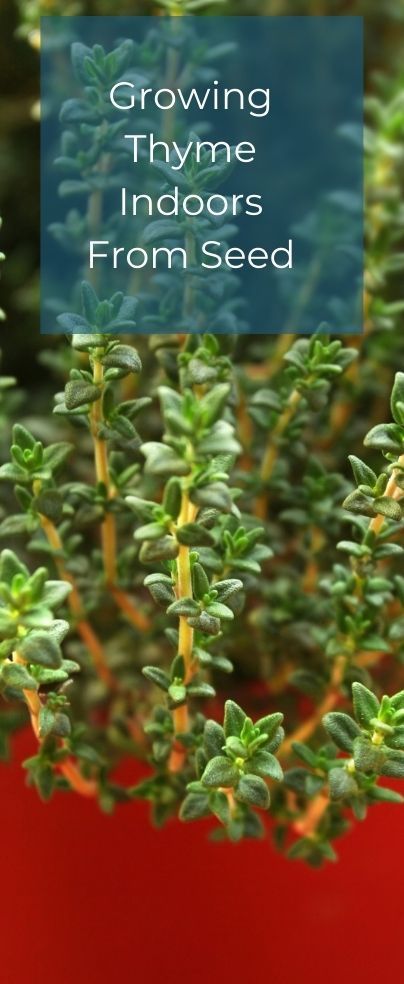 Growing thyme indoors from seed is a wise move to have herbs within reach whenever you need them. It’s a delight for every home cook to have fresh available herbs easily. Growing Thyme, Gardening Herbs, Garden Tips, Herb Garden, Indoor Garden, Thyme, Gardening Tips, Planting, Seeds